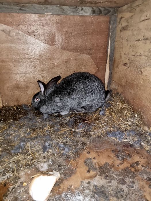 Uriaș german gri fier