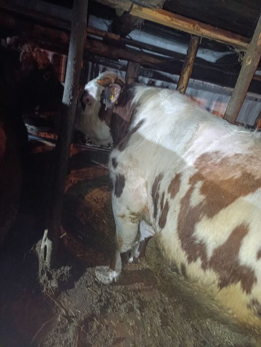 Продам быков срочно