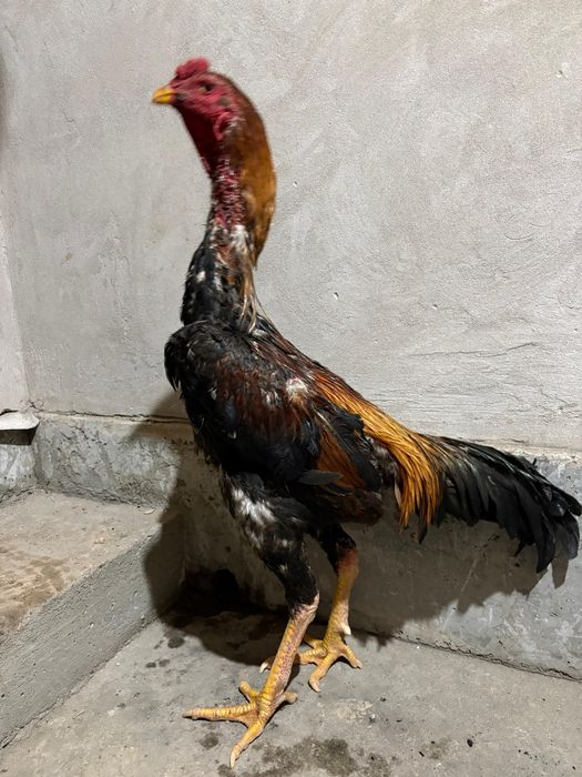 Дакан қораз сатылады