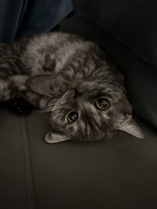 Отдам пародистую кошку
