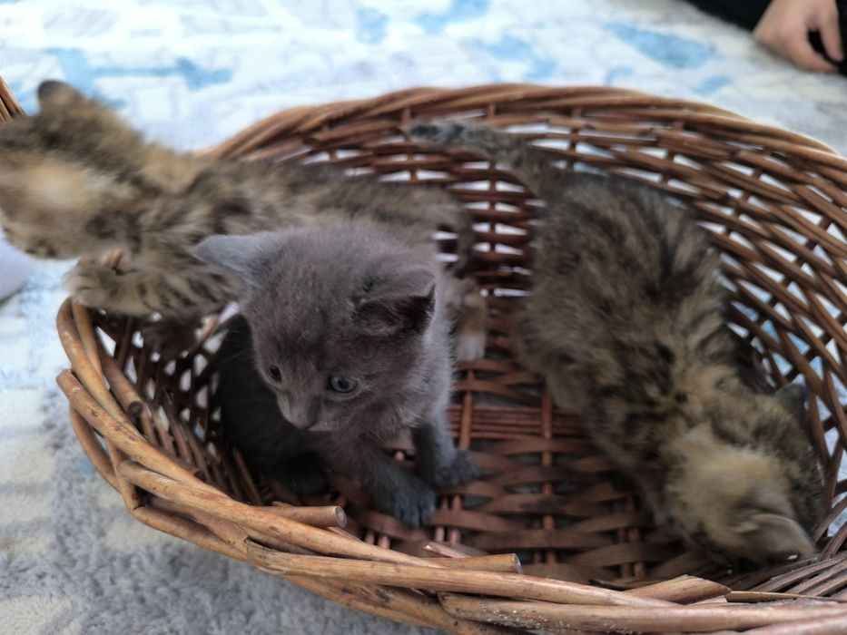 Котята бесплатно отдам