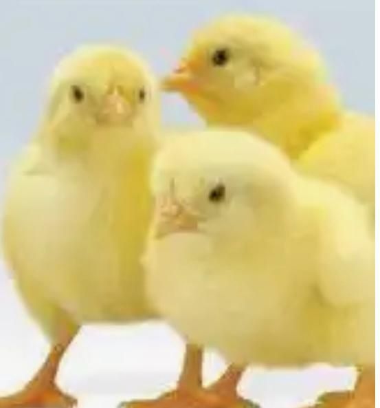 Яйца  инкубационные.