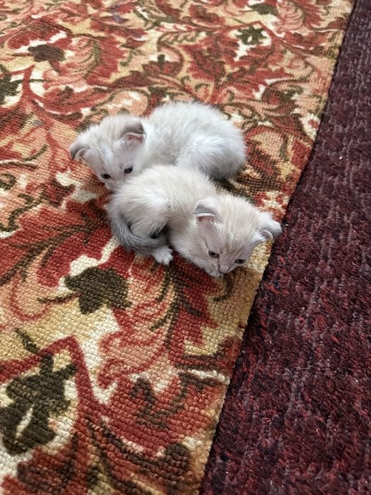 Котята, виолухие