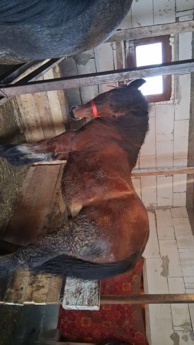 Vînd mînz de 11 luni