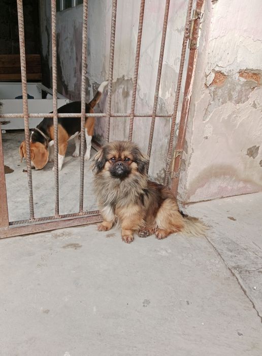 Пекинес, 1 годик