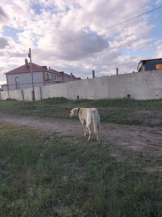 Собака для охраны