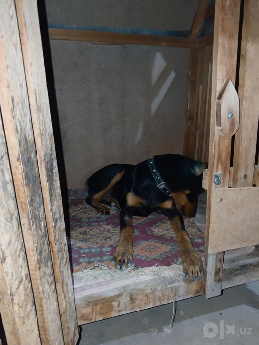 Doberman qizbola