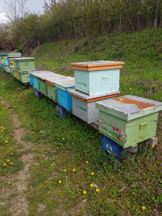 Lazi stup,folosite,1/1+cat 1/2,10 rame