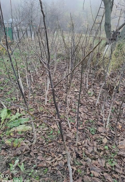 Puiet de nuc ecologic 1,5 m