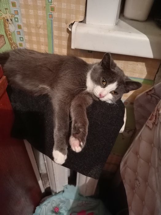 Отдам даром котят