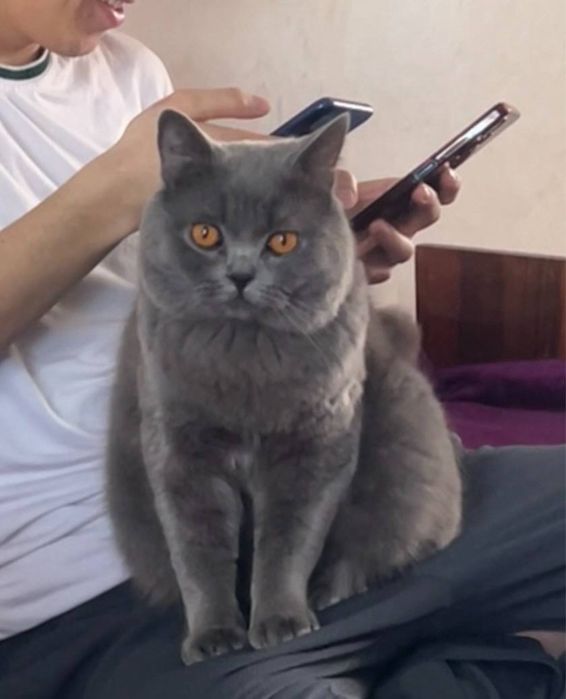 Britaniskiy shorthair
