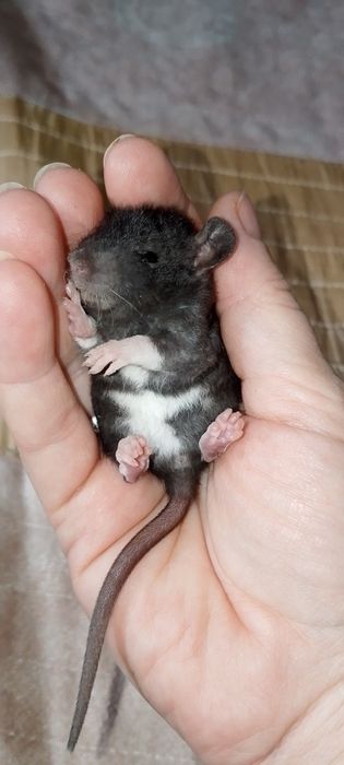 Крысята Дамбо Рекс