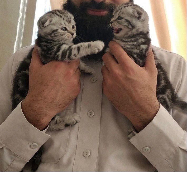 Шикарные шотландцы! Котята скоттиш фолд
