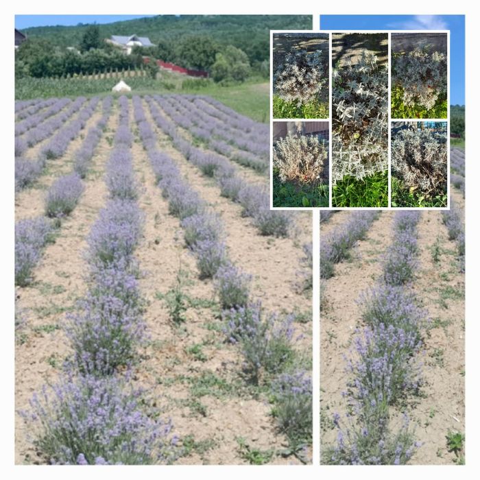 LAVANDĂ   Angustifolia Sevstopolis