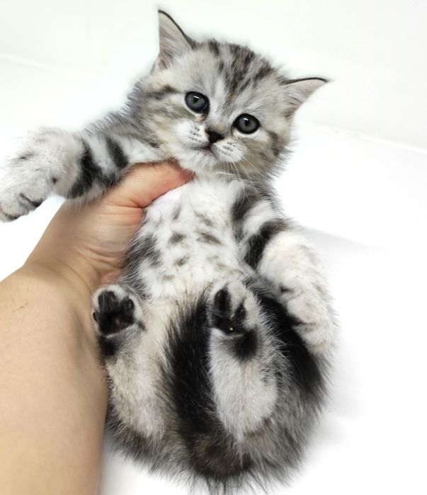 Котик и кошечка шотландские