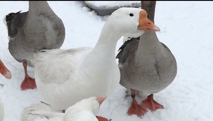 Гусята от крупных гусей