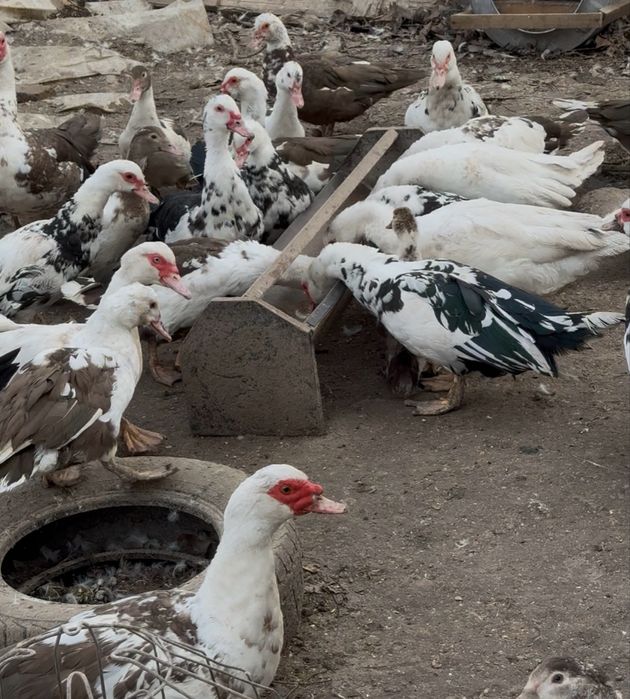 Индоутки разных возрастов