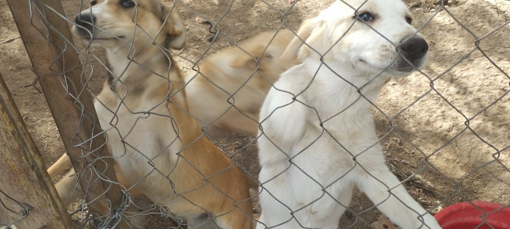 Подарявам Кученца (+ транспорт) кръстоска