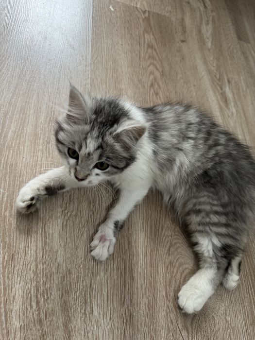 Отдам котенка в добрые руки