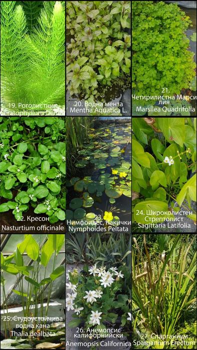Продавам водни и езерни растения.