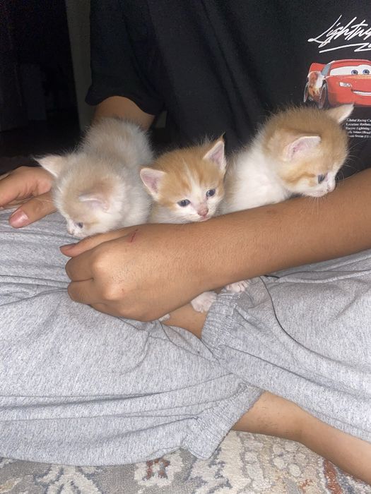 Отдаем котят в добрые, ответсвенные руки!!