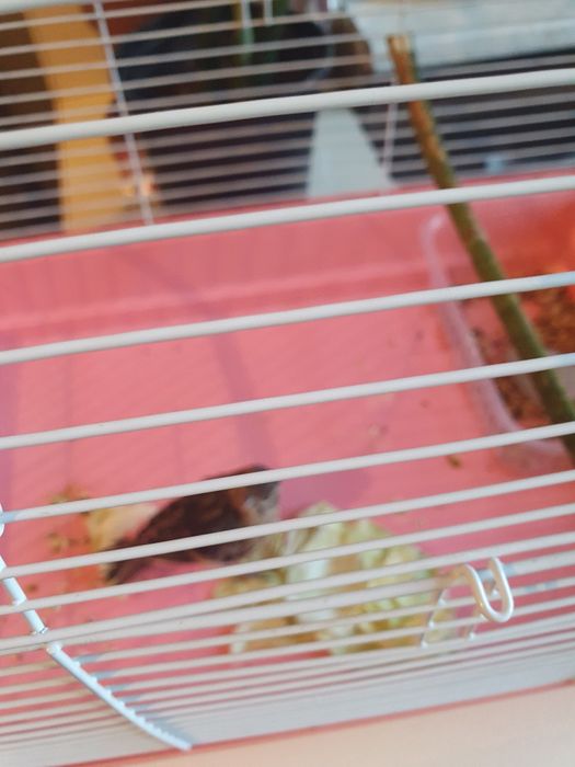 Продаю канарейку