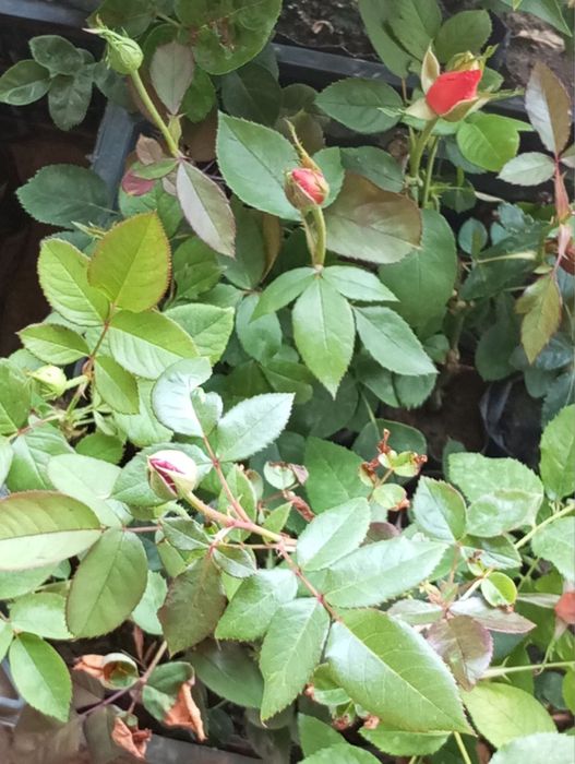 Gul kochatlari sotiladi 10 000 mingdan