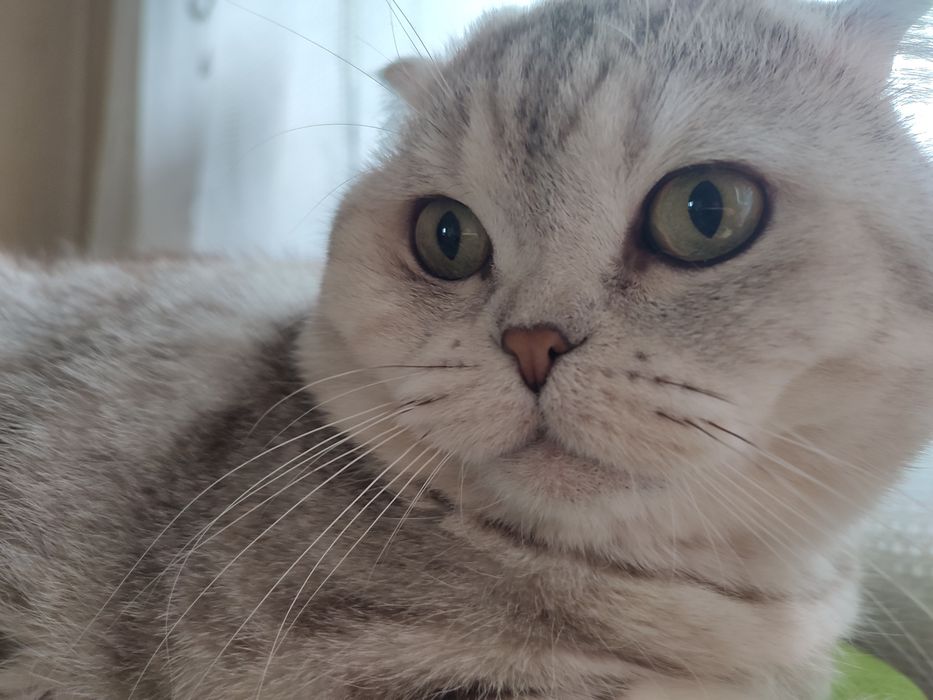 Скоттиш фолд. Кот. Вязка.