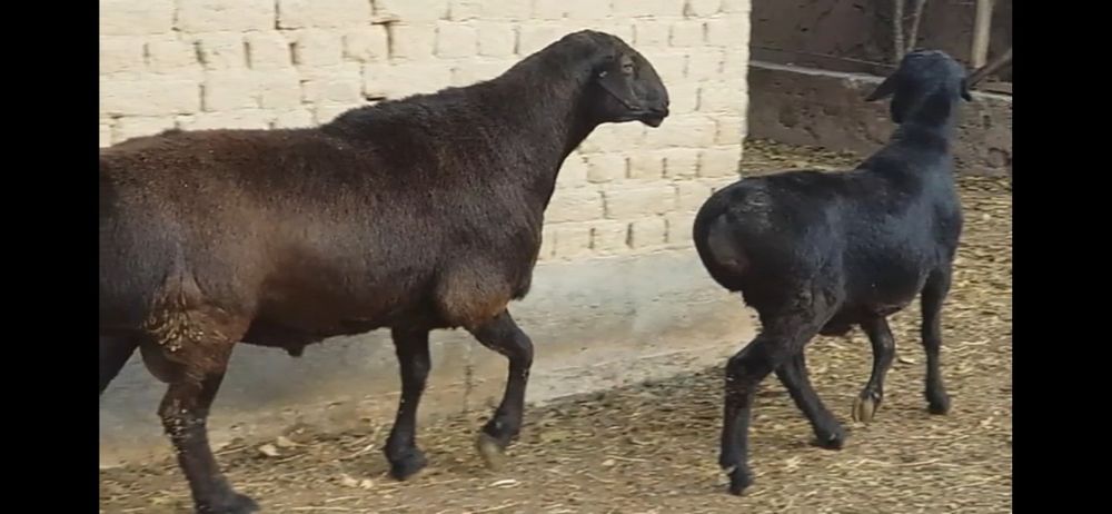 Qassob xizmati Кассоб хизмати куй кучкорлар бор