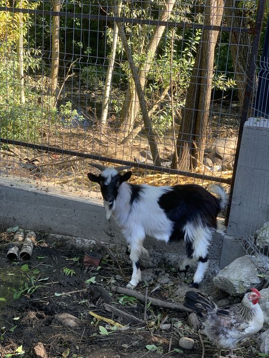 Un berbecuț și un ied de vânzare