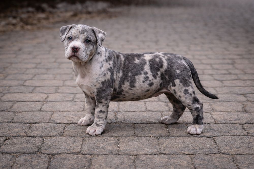 Pui American Bully Merle cu pedigree – canisa Dog Fashion