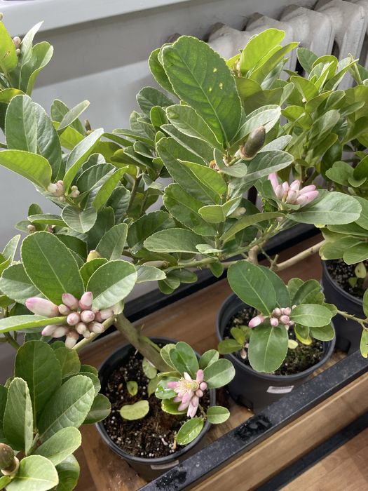 Лимон цитрус домашний