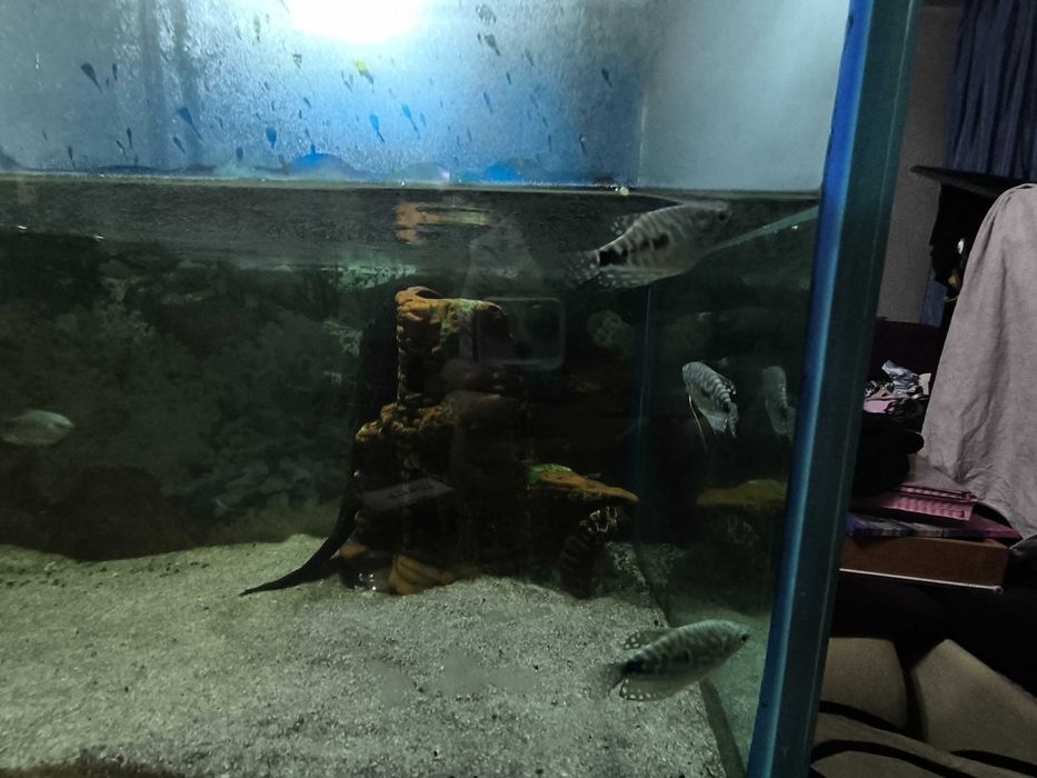 Аквариум с рыбами