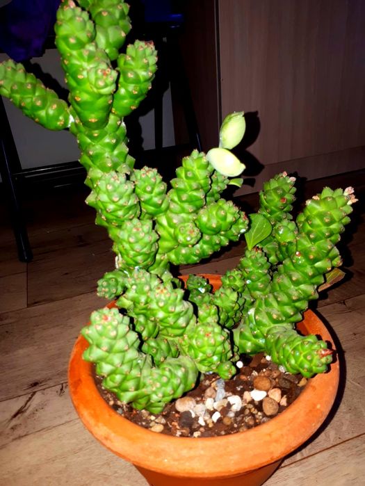 Монадениум Суккуленты  Комнатные цветы