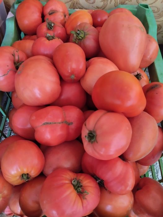 Продам помидоры домашние