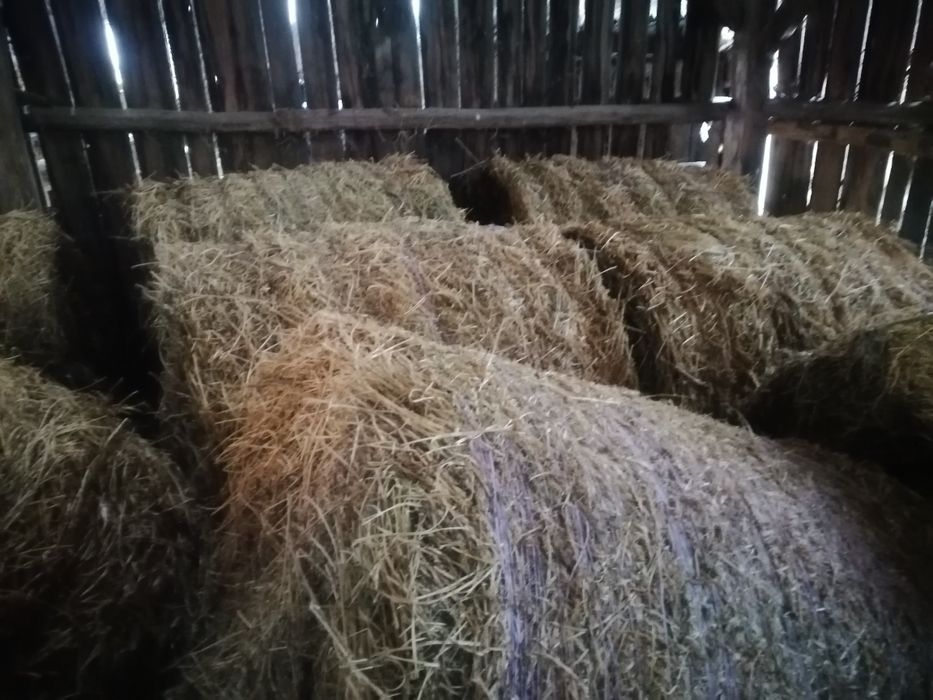 Vând baloți lucernă