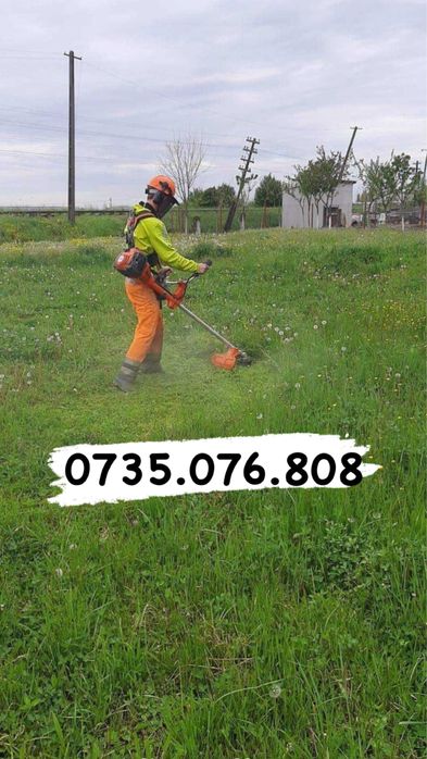 Tai pomi, copaci inalti, iarba BUCURESTI