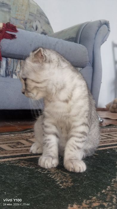 Котёнок шатланский