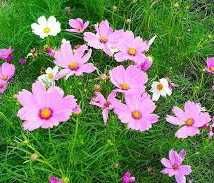 Хрян,Хоста, Еуфорбия, Медуница, Гарванов лук,  Астра, Манголд...