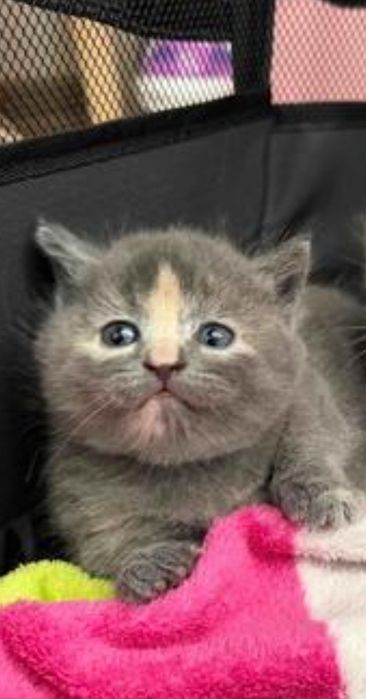 Ласкоыеые коттата мальчики и девоки по 20-15тыс