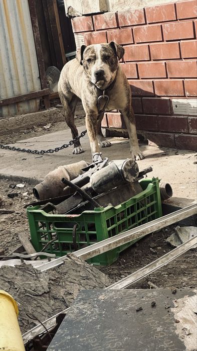 Питбуль очень дружелюбный