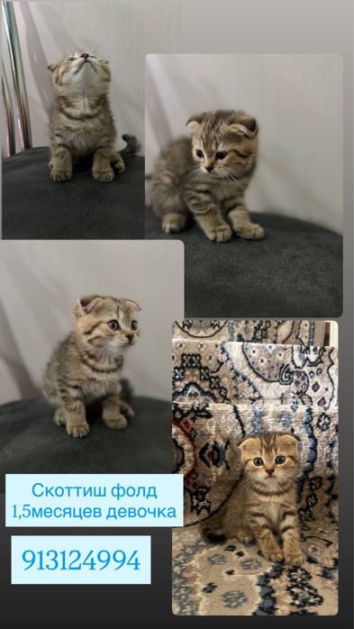 Продаются котята девочки и мальчик