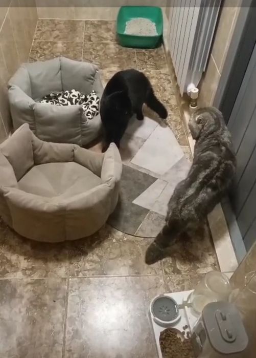 Продам котят шотланой породы.