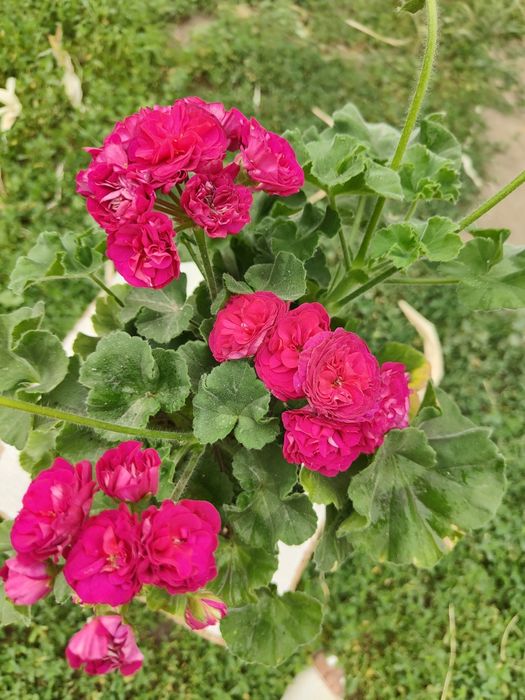 Продам цветущие пеларгонии