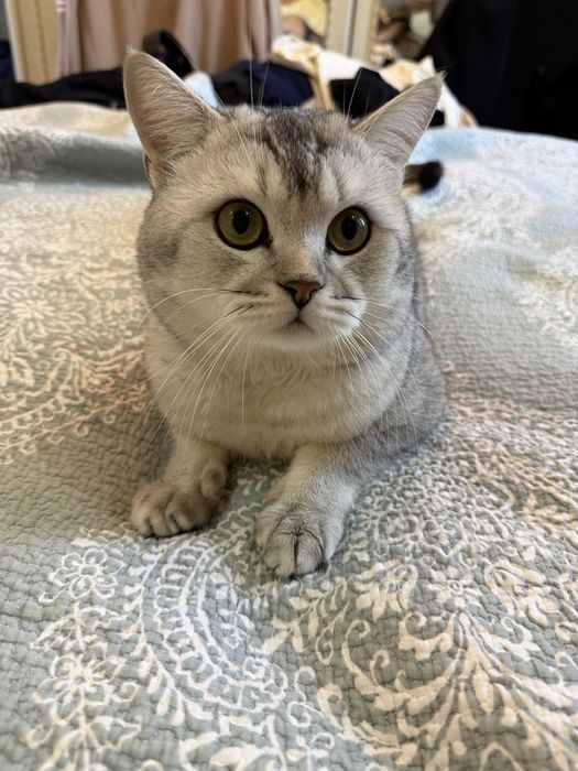 Мушук сотилади шиншила