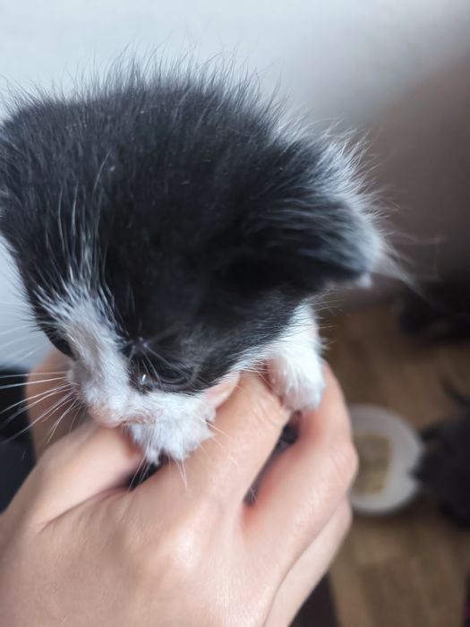 Котята на добрые руки