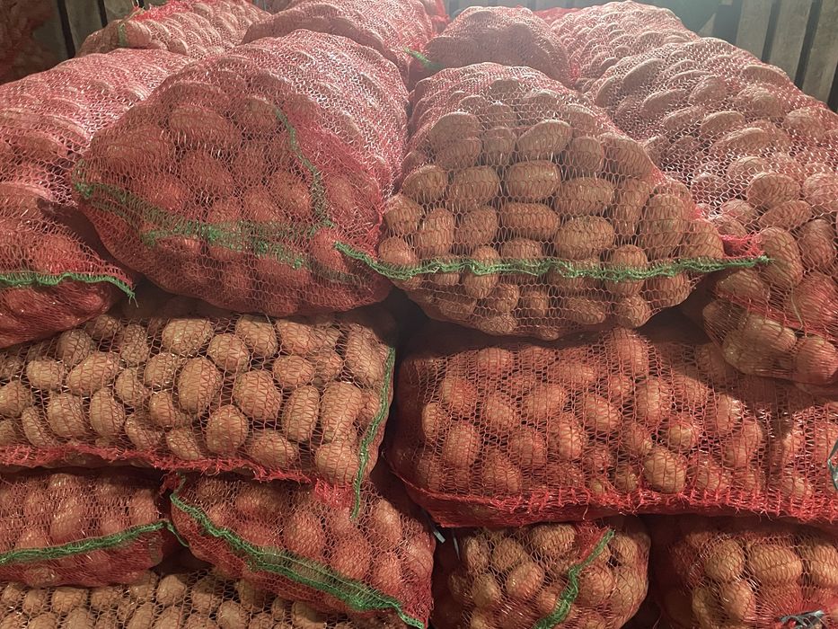 Cartofi de sămânță, soi bellarosa.  Preț 0,7 lei