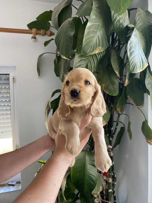 Cocker Spaniel fetita