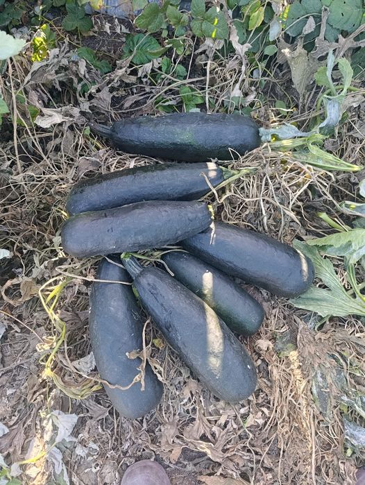 Продам кабачки домашние спелые