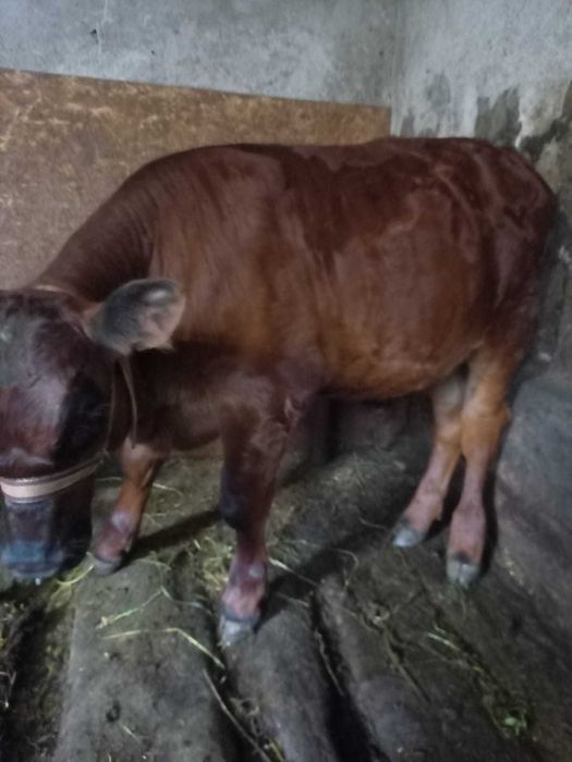 Tg. Neamț - Vând vițel Angus Roșu – 2,5 luni